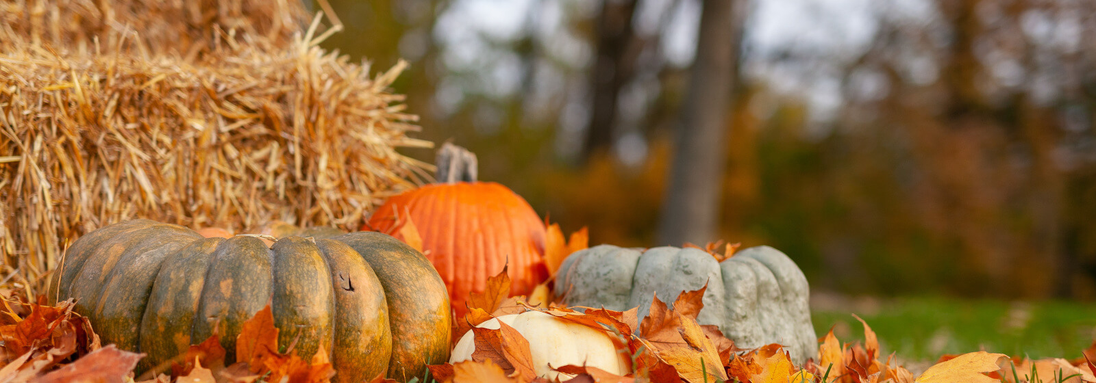 FALL image slide